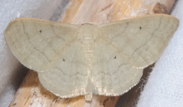 Idaea straminata - szalmasárga sávosaraszoló