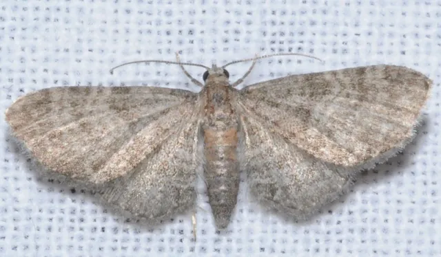 Eupithecia haworthiata - rozsdástestű törpearaszoló