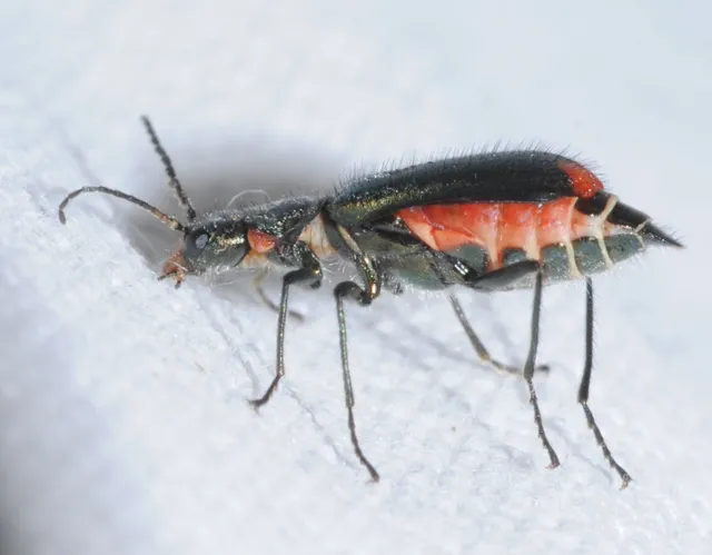 Malachius bipustulatus - kétfoltos bibircsesbogár