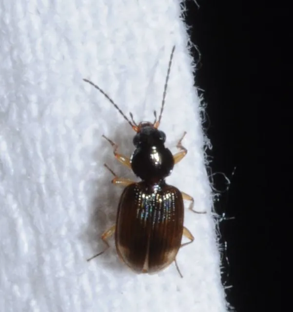 Bembidion inoptatum - kereknyakú gyorsfutó
