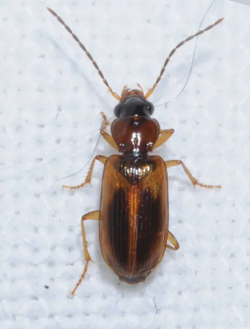 Anthracus consputus - nyerges kisdedfutó