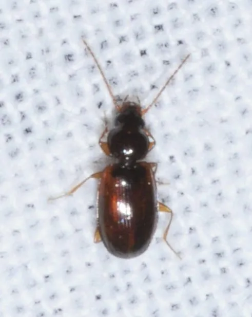 Trechus quadristriatus - közönséges fürgefutonc