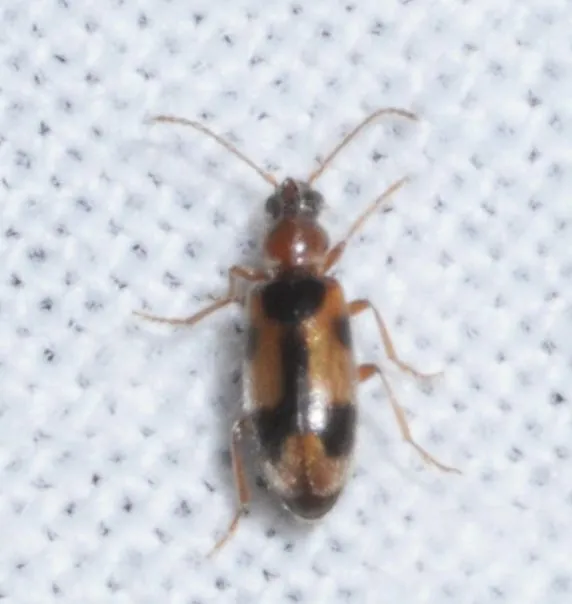 Notoxus monoceros - sárgahasú nyakszarvúbogár