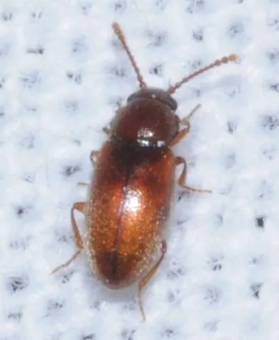Cryptophagidae - penészbogárfélék