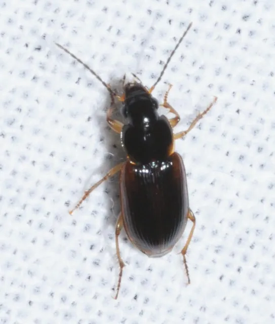 Stenolophus mixtus - közönséges turzásfutó