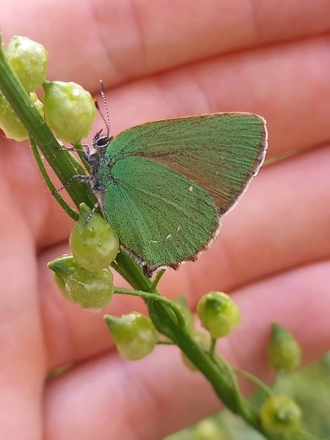 Callophrys rubi - zöldfonákú lepke