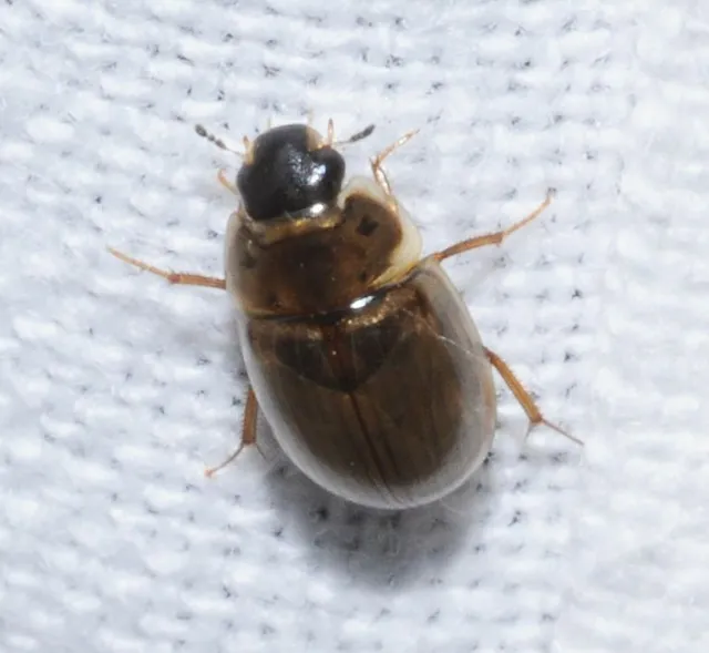 Enochrus quadripunctatus - négypettyes fakócsibor
