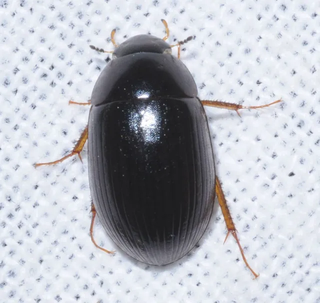 Hydrobius