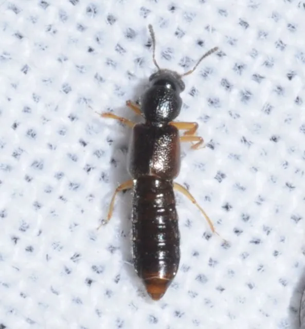 Bledius gallicus - kis ásóholyva Bledius gallicus - kis ásóholyva