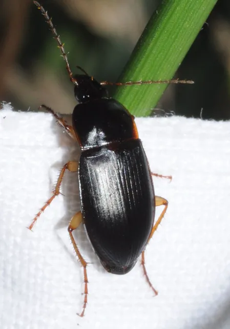 Calathus ambiguus - homoki tarfutó