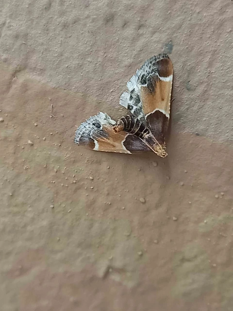 Pyralis farinalis - lisztilonca