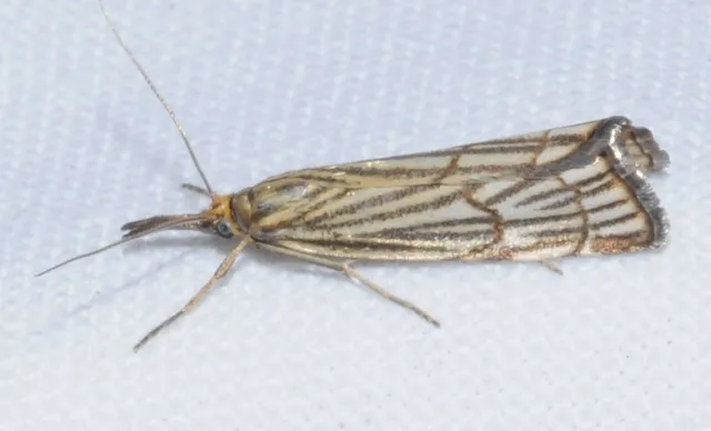 Chrysocramboides craterella - rácsos fűgyökérmoly