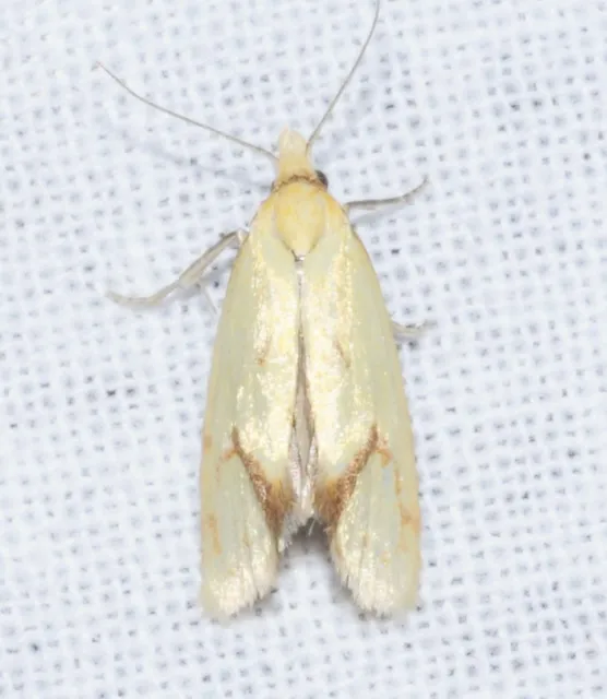 Agapeta hamana - közönséges sárgamoly