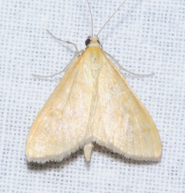 Sitochroa verticalis - világossárga dudvamoly