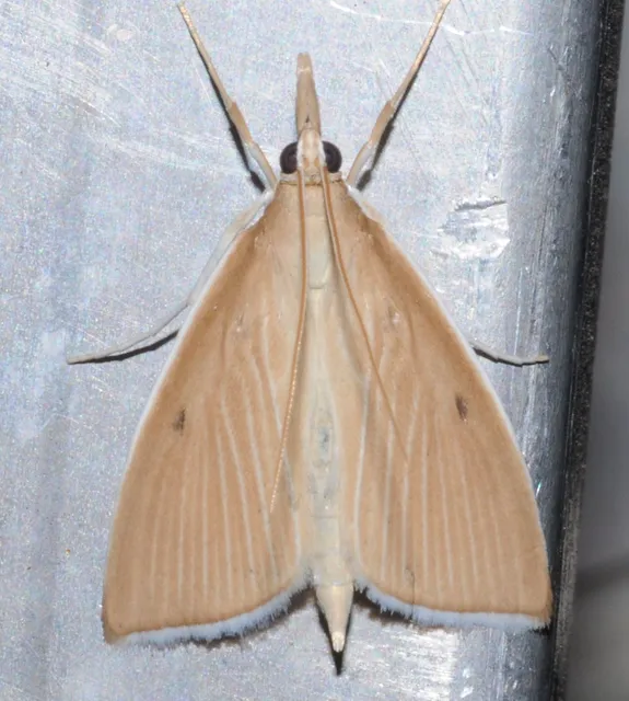 Sclerocona acutellus - hegyesszárnyú tűzmoly