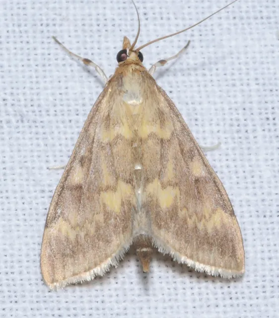 Ostrinia nubilalis - kukoricamoly