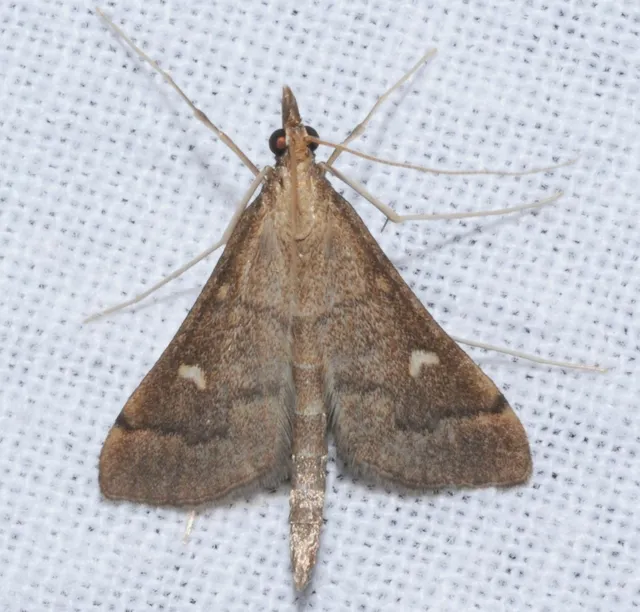 Dolicharthria punctalis - hosszúlábú tűzmoly