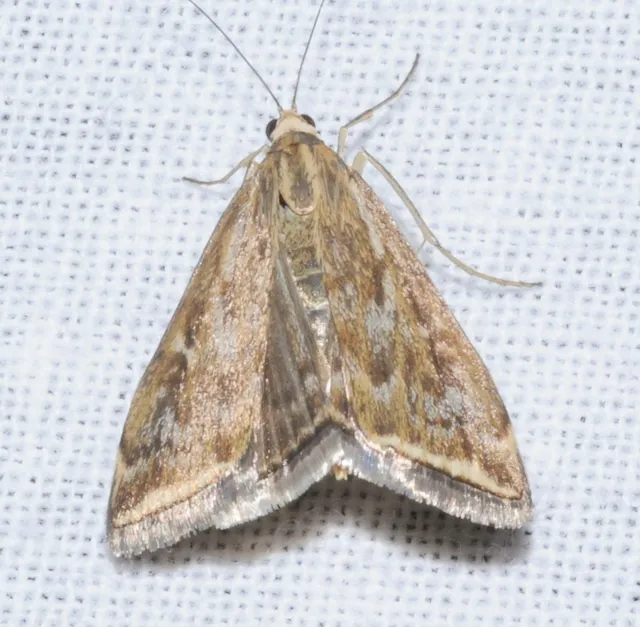 Loxostege sticticalis - muszkamoly