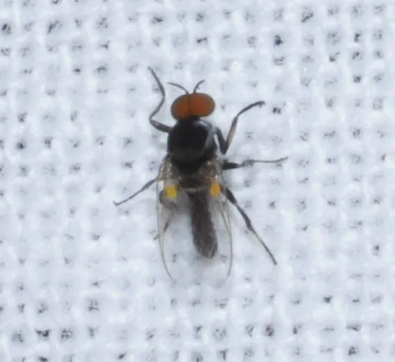 Simuliidae - púposszúnyogok