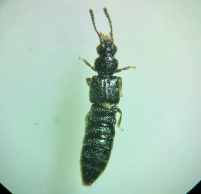 Carpelimus Carpelimus
