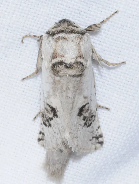 Parahypopta caestrum - spárgalepke