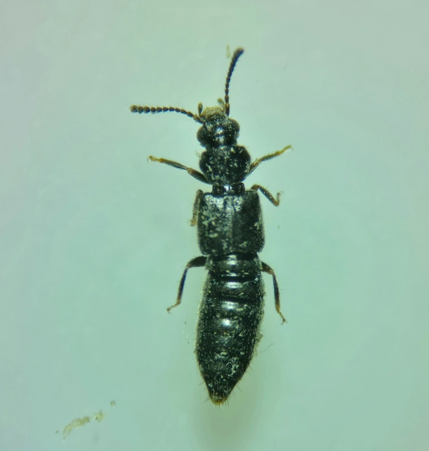 Carpelimus gusarovi Carpelimus gusarovi