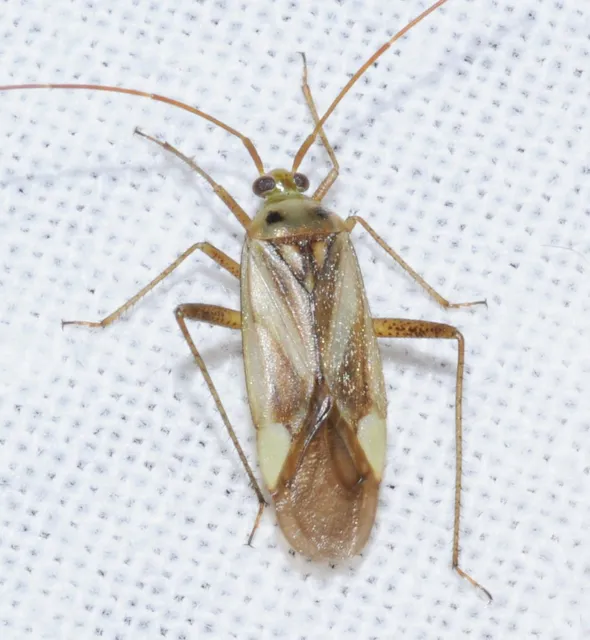 Adelphocoris lineolatus - lucernapoloska