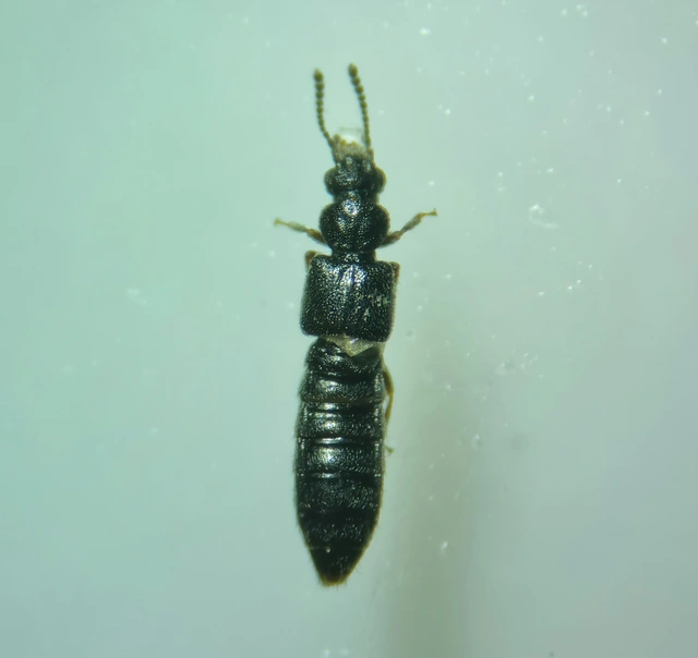 Carpelimus lindrothi Carpelimus lindrothi