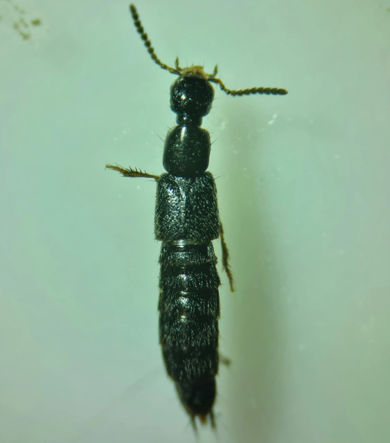 Philonthus diversiceps - gödörkés ganajholyva