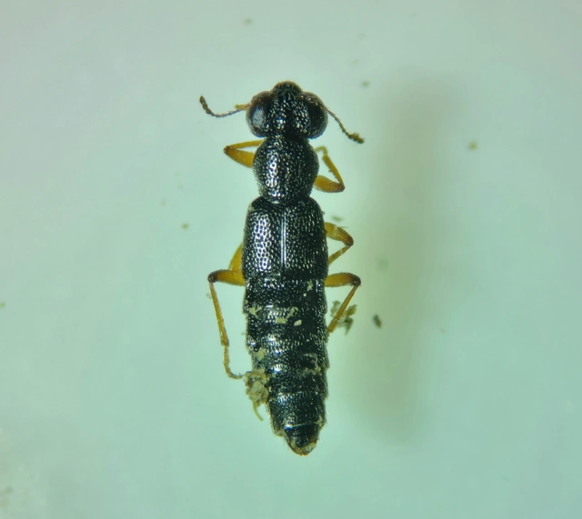 Stenus ochropus - fényes szemesholyva Stenus ochropus - fényes szemesholyva
