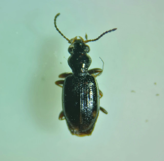 Bembidion tenellum - gyöngyházfényű gyorsfutó