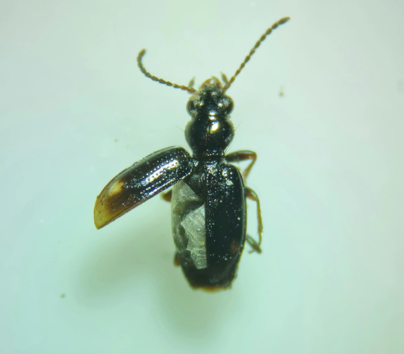 Bembidion tenellum - gyöngyházfényű gyorsfutó