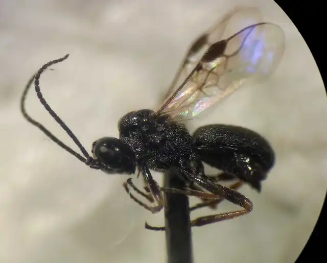 Schizoprymnus