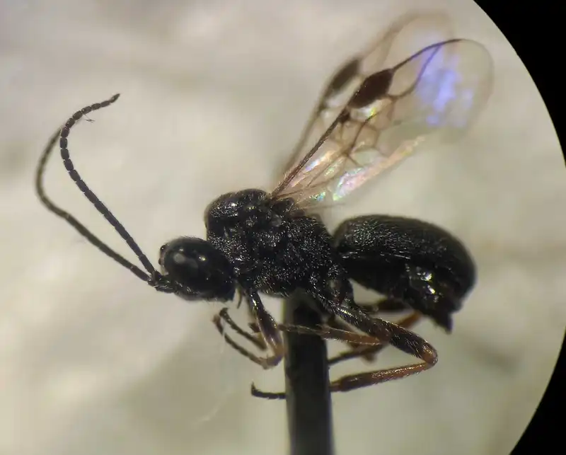 Schizoprymnus