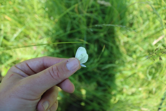 Leptidea sinapis - mustárlepke