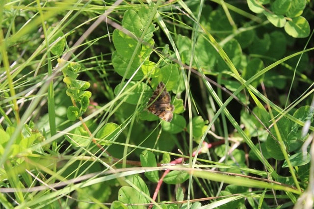 Euclidia glyphica - közönséges nappalibagoly