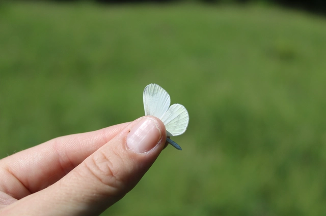 Leptidea sinapis - mustárlepke