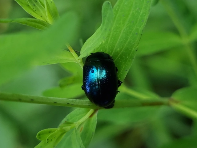 Chrysolina cuprina - pontozott orbáncfűlevelész