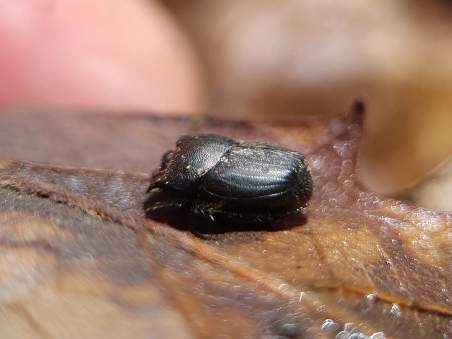 Onthophagus verticicornis - fekete trágyatúró