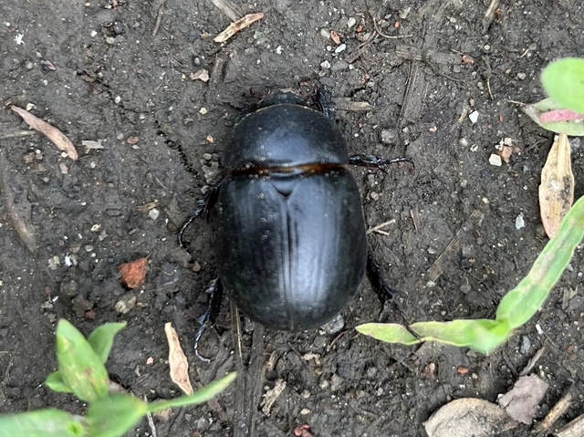 Pentodon idiota - butabogár
