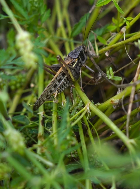Decticus verrucivorus - szemölcsevő szöcske