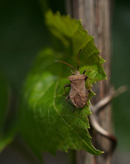 Coreus marginatus - közönséges karimáspoloska