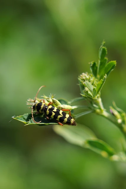 Echinocerus floralis - lucerna-darázscincér