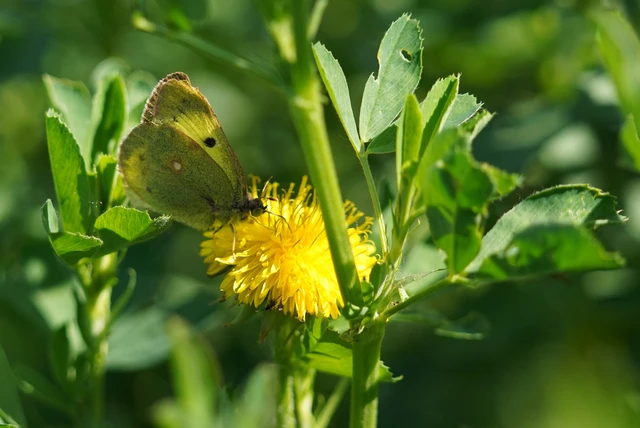 Colias erate - csángó-kéneslepke