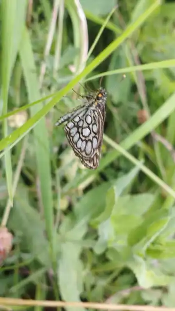Heteropterus morpheus - tükrös busalepke