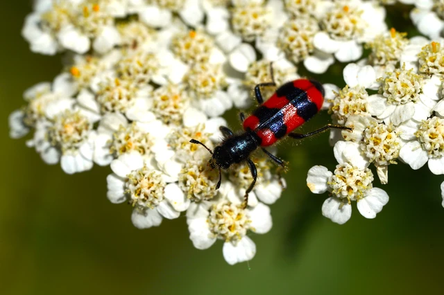Trichodes apiarius - szalagos méhészbogár