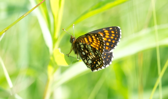 Melitaea diamina - kockás tarkalepke