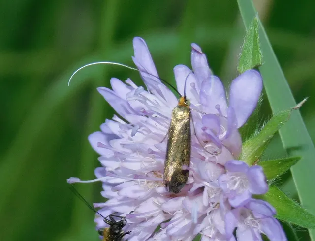 Adelidae - hosszúcsápú-tőrösmolyfélék