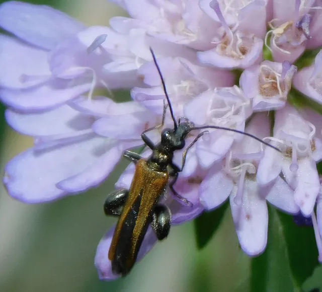 Oedemera femorata - sárgahátú álcincér