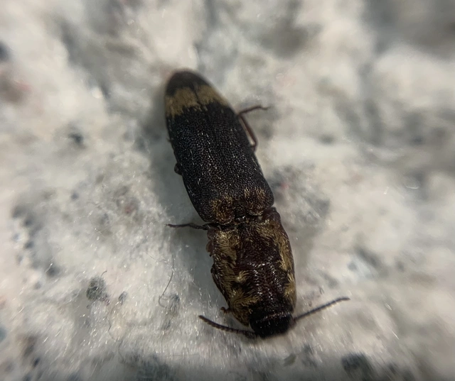 Lacon querceus - tarka pikkelyespattanó